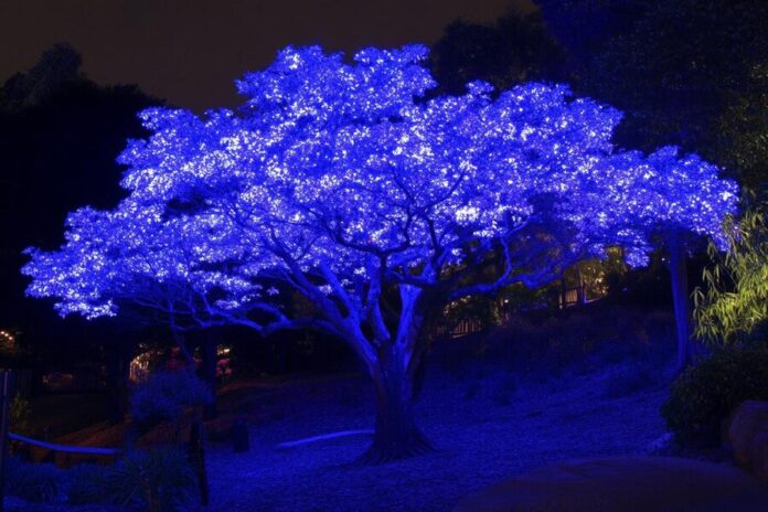 Transform Your Yard with These Stunning Blue Trees