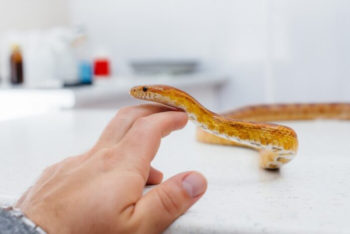 What's the Best Way to Care for Your Pet Snake?